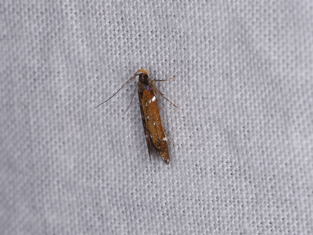 Argolamprotes (Argolamprotes)