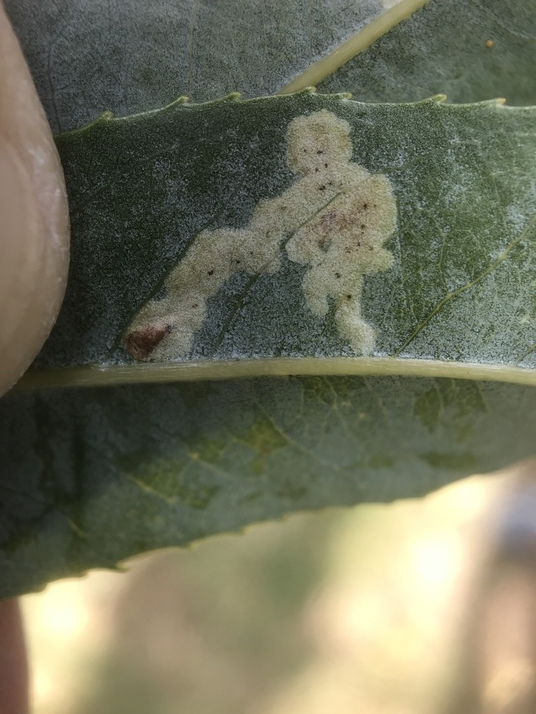 Aulagromyza (Aulagromyza)