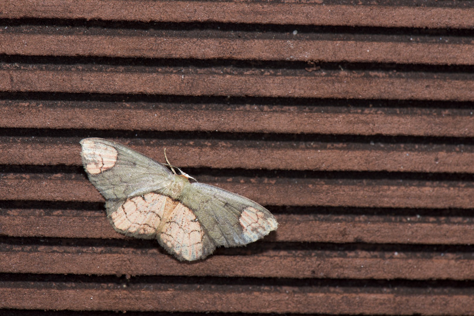 Metallaxis (Metallaxis)