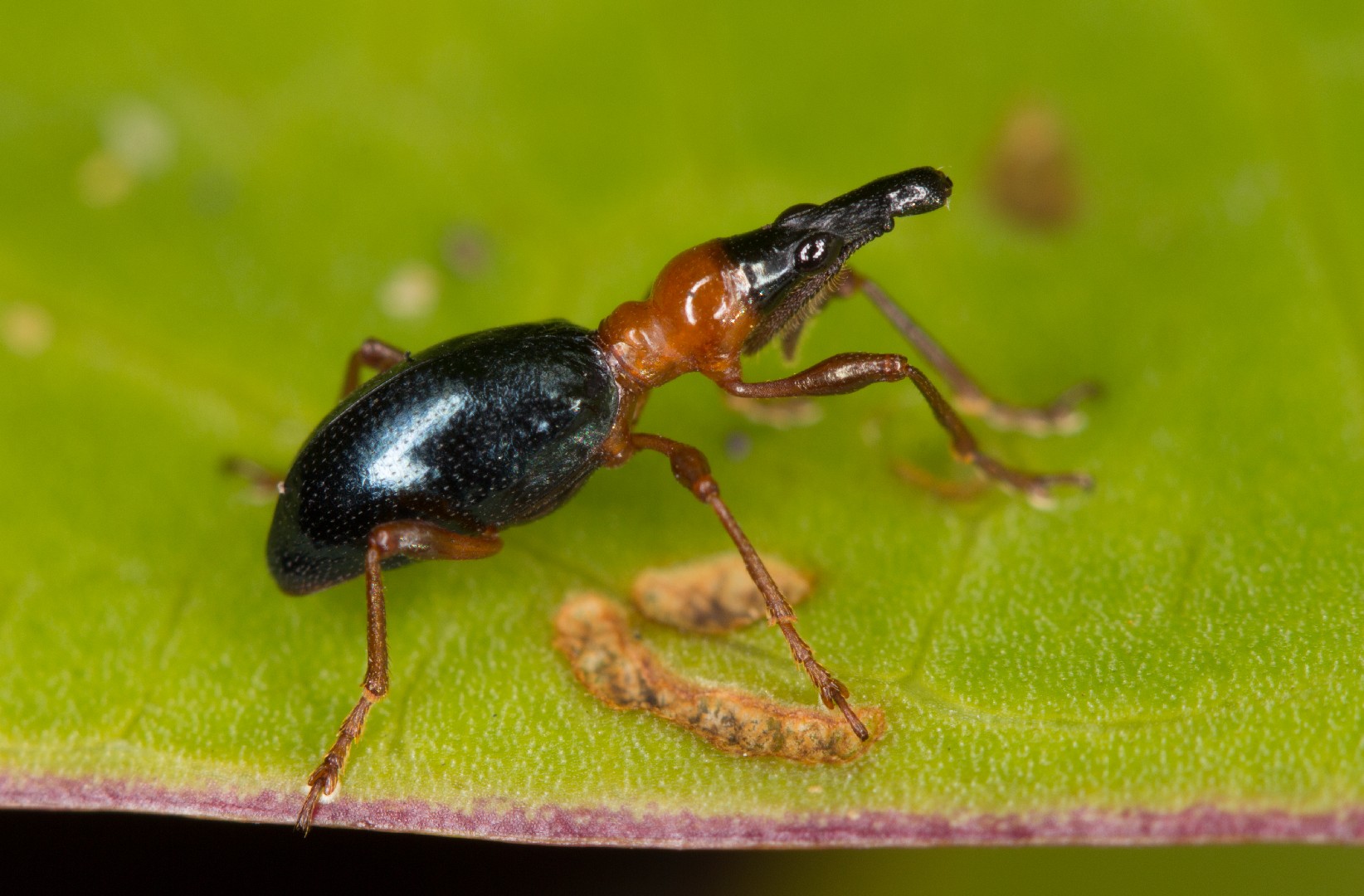 Cylas formicarius (Cylas formicarius) - Picture Insect