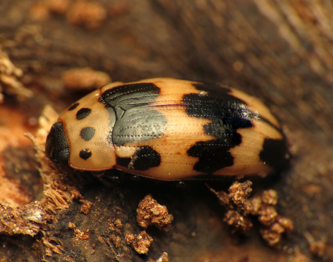 Ischyrus (Ischyrus)