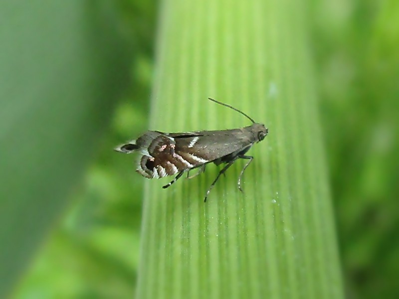 Glyphipterix (Glyphipterix)