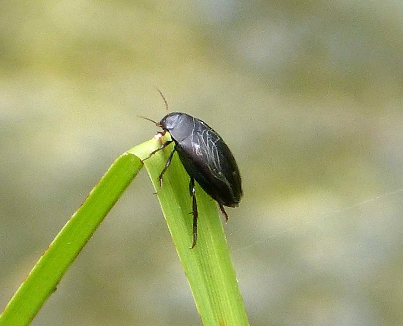 豆龍蝨屬 (Agabus)