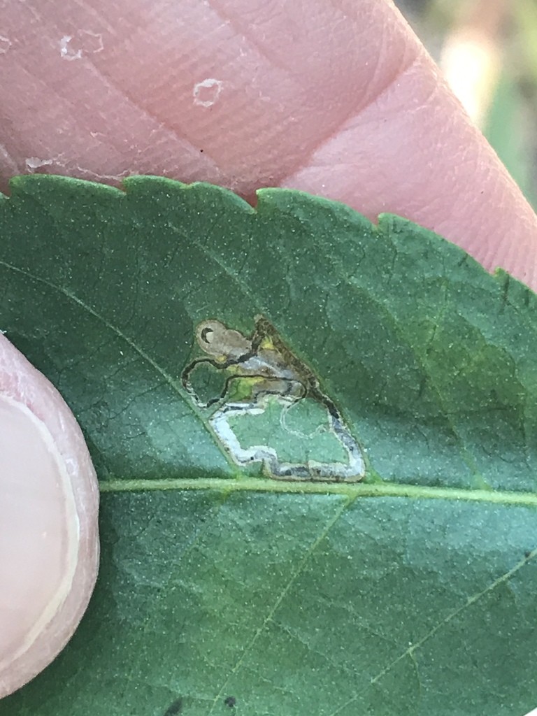 Nepticula (Stigmella)