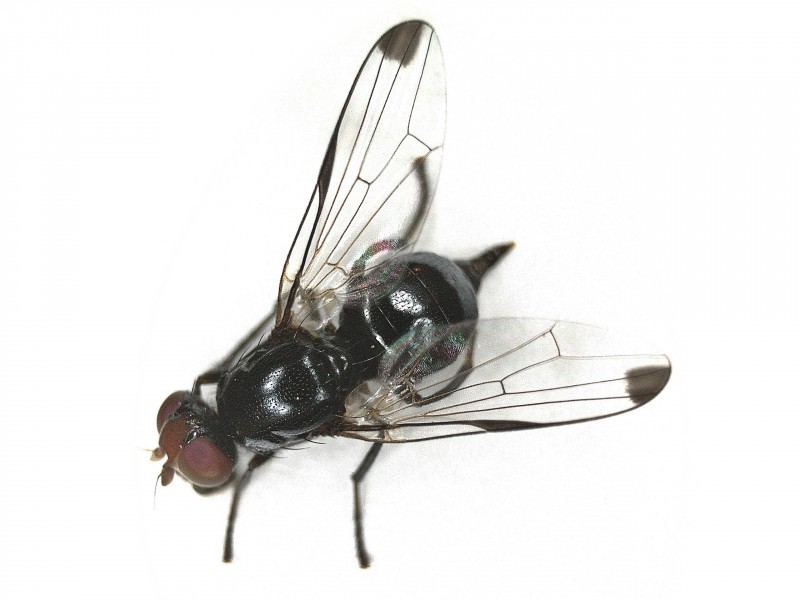 Seioptera (Seioptera)