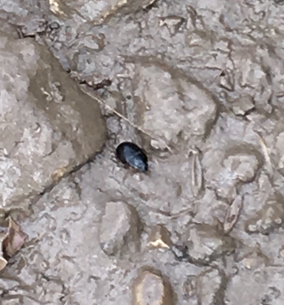 Water scavenger beetles (Hydrophilidae)