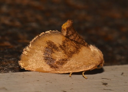 Tortricidia (Tortricidia)