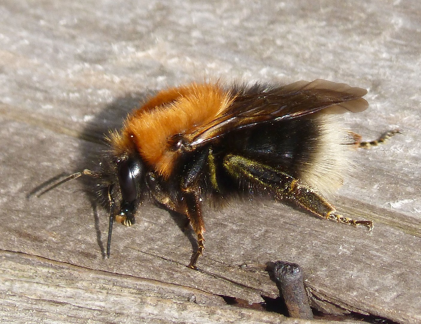 Городской шмель (Bombus hypnorum) - Picture Insect