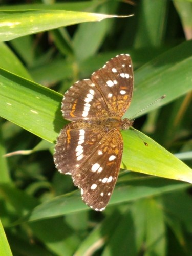 Ortilia (Ortilia) - Picture Insect