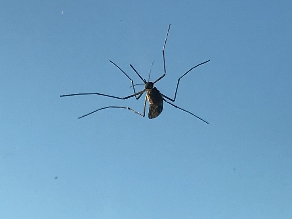 Western encephalitis mosquito