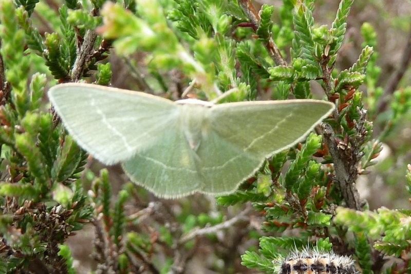 Chlorissa (Chlorissa)