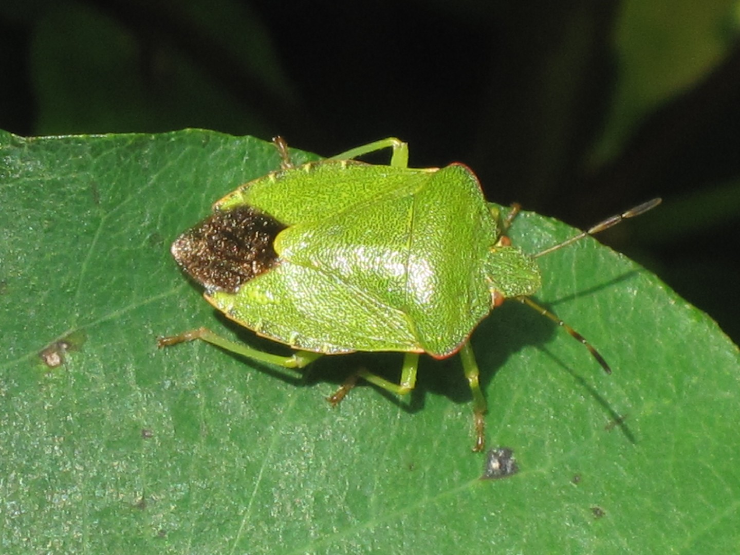 percevejo-verde-comum-palomena-prasina-picture-insect