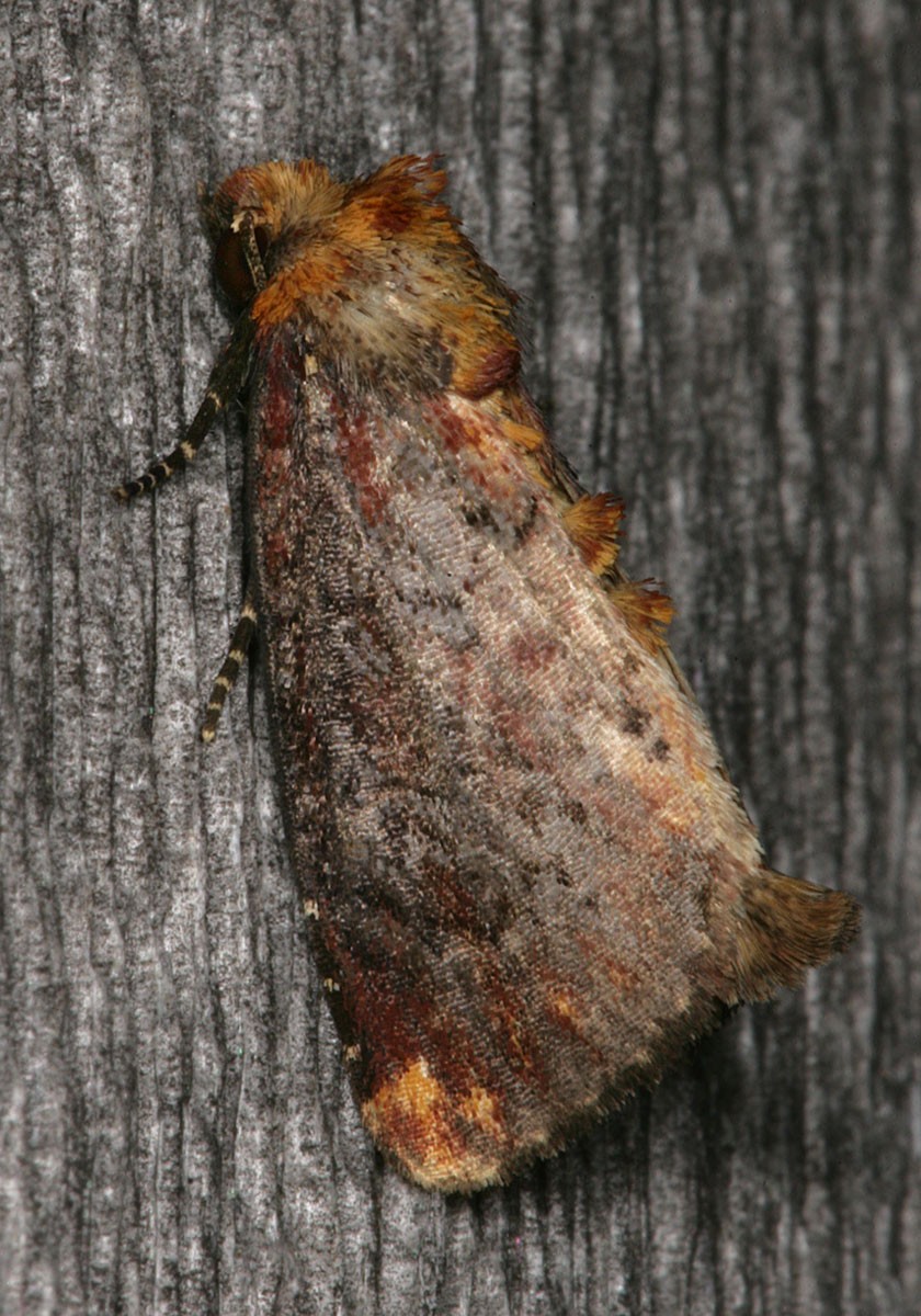 Achatodes (Achatodes)
