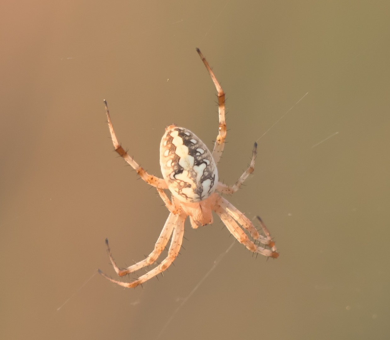 Neoscona oaxacensis (Neoscona oaxacensis) - Picture Insect