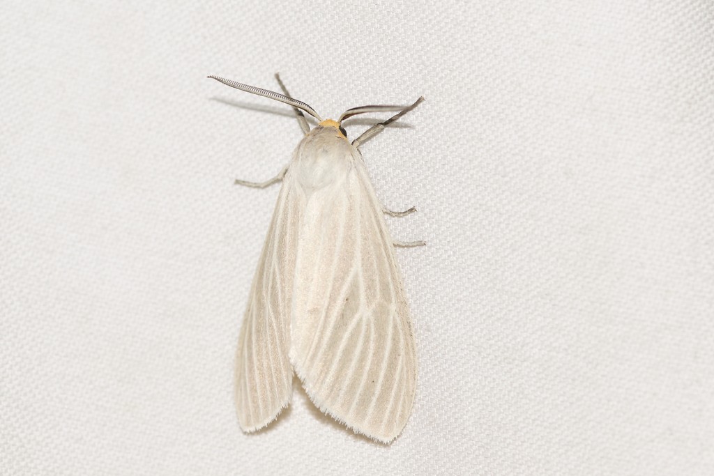 Oregon cycnia moth
