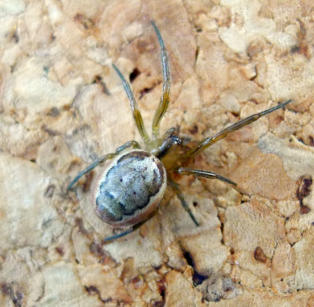 Silver-sided sector spider (Zygiella x-notata) - Picture Insect