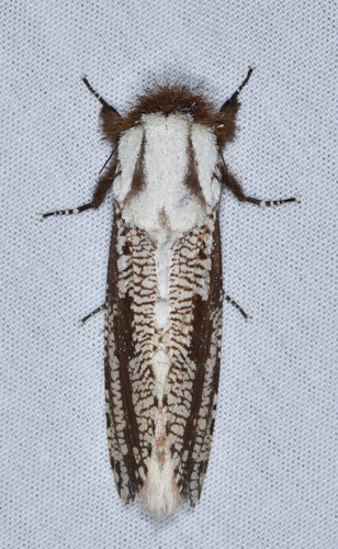 Praymon Insect Morpheis pyracmon (Morpheis pyracmon) - Picture Insect