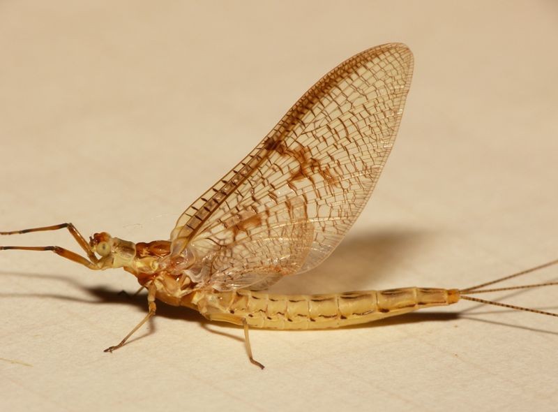 Giant mayfly (Hexagenia limbata) - Picture Insect