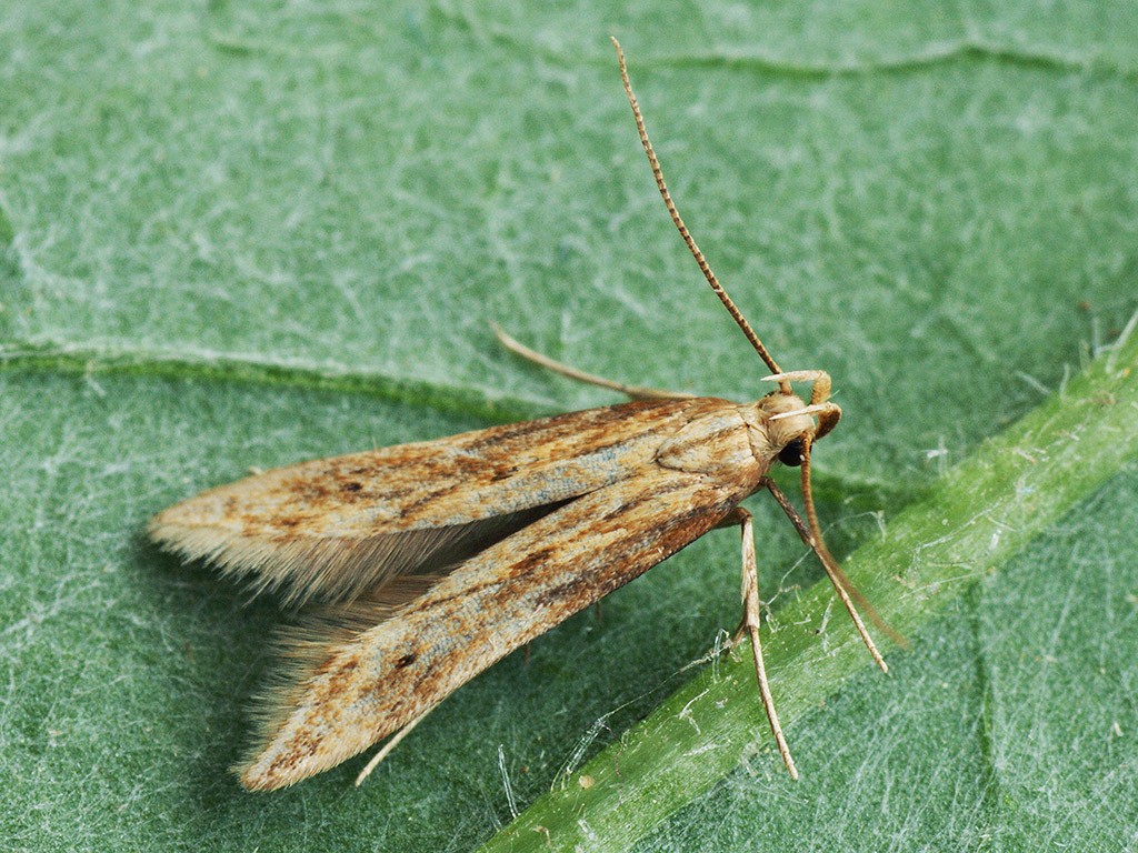 Metzneria (Metzneria)