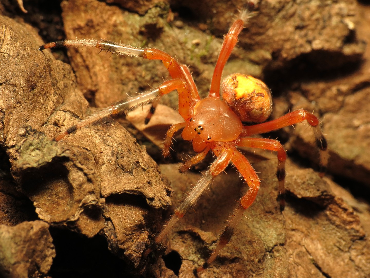 Крестовик мраморный (Araneus marmoreus) - Picture Insect