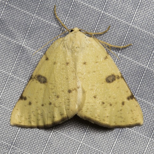 Hesperumia (Hesperumia)