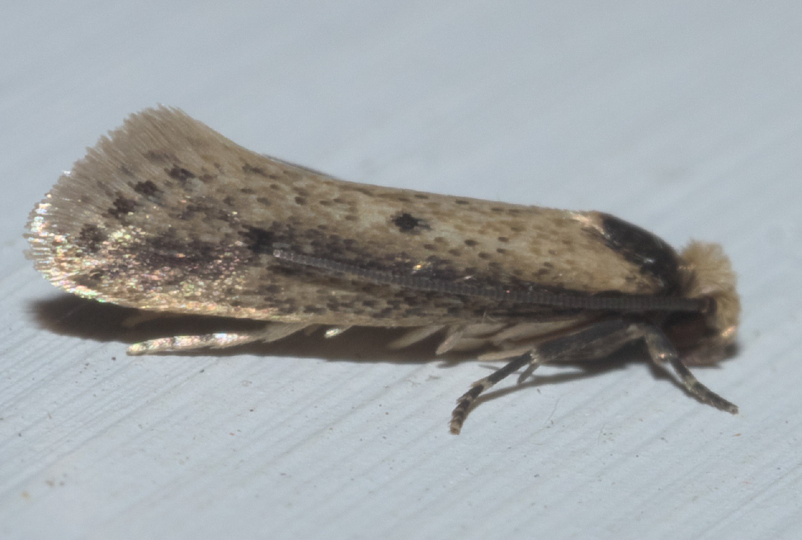 Tinea apicimaculella (Tinea apicimaculella) - Picture Insect