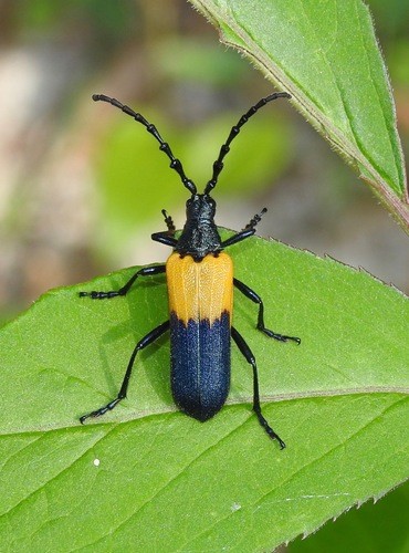Elderberry borers (Desmocerus)
