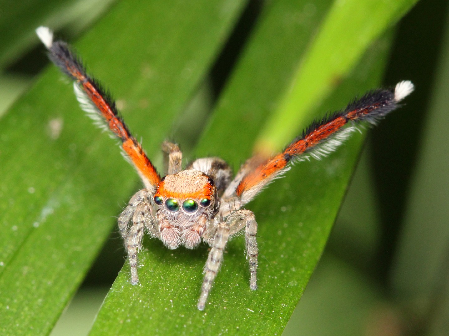 Saitis barbipes (Saitis barbipes) - Picture Insect