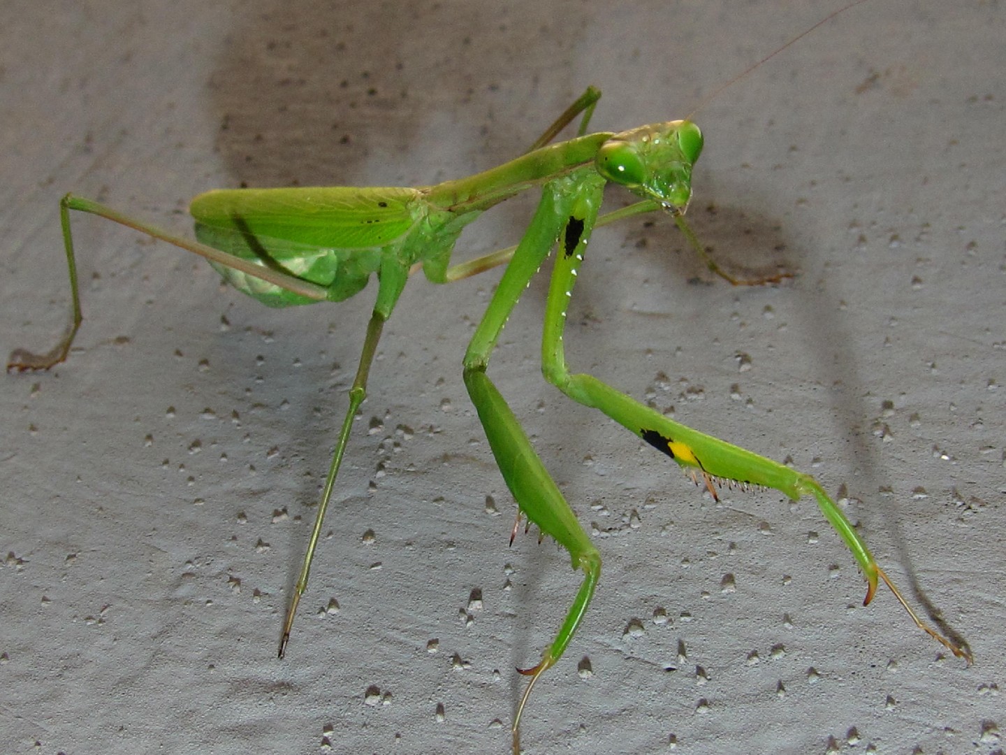 Африканский древесный богомол (Sphodromantis viridis) - Picture Insect