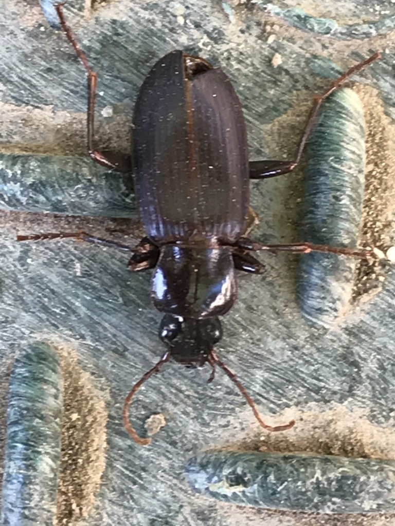 Laemostenus complanatus