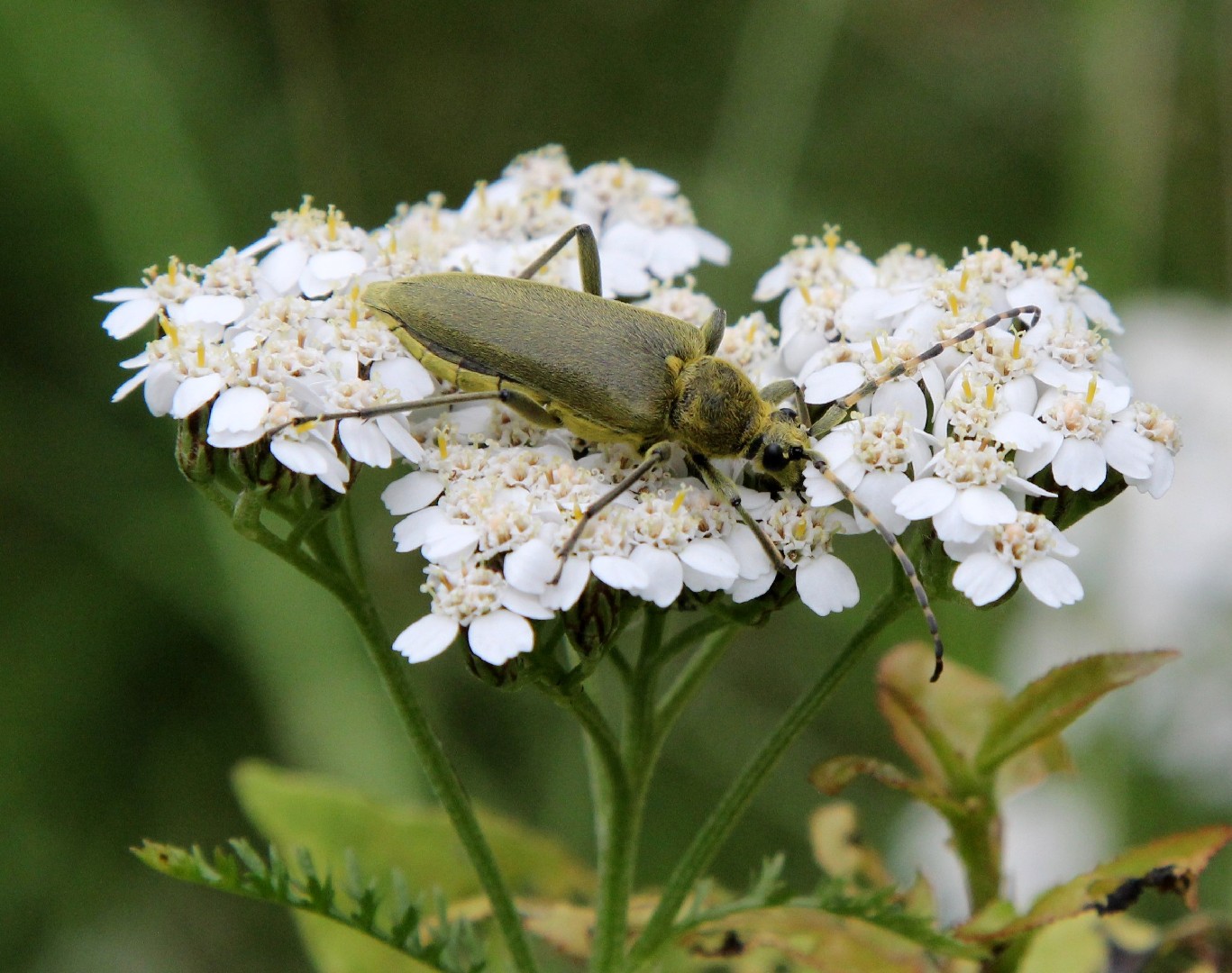 Lepturobosca (Lepturobosca)