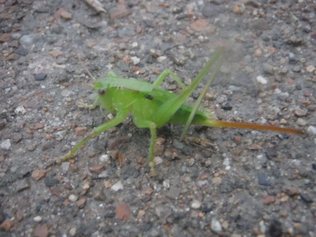 ハネナガキリギリス (Gampsocleis ussuriensis) - Picture Insect