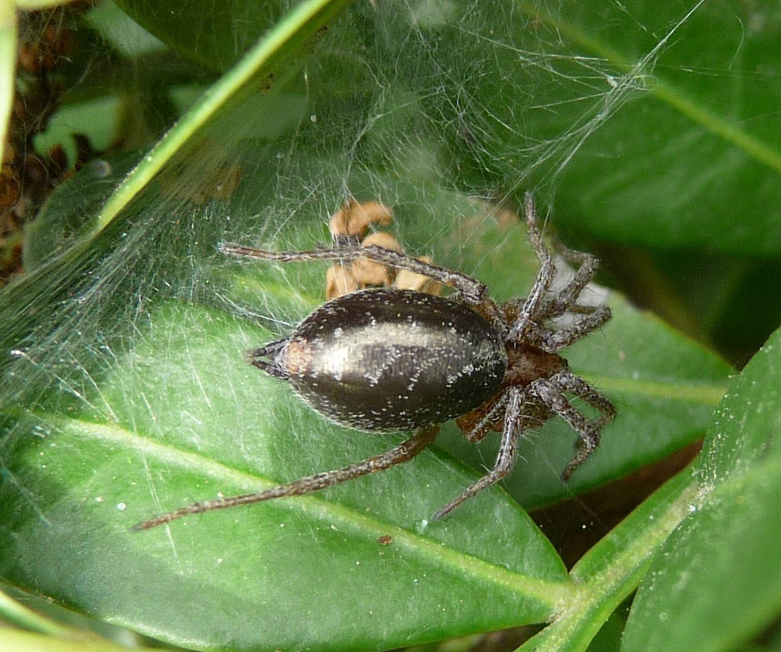 Паук лабиринтовый (Agelena labyrinthica) - Picture Insect