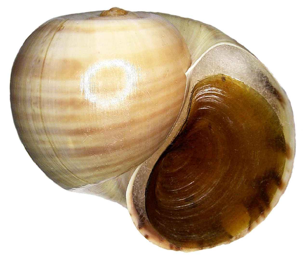 Pomacea (Pomacea)