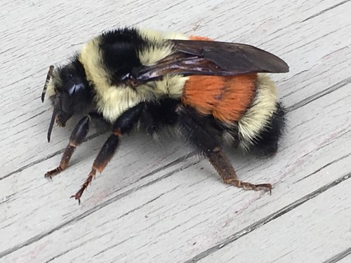 Bumblebee Orange Color