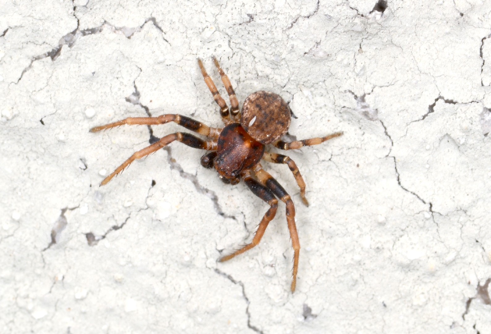 Leaflitter crab spiders (Ozyptila)