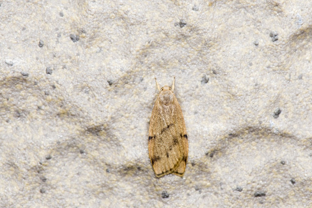 Mithuna (Mithuna)