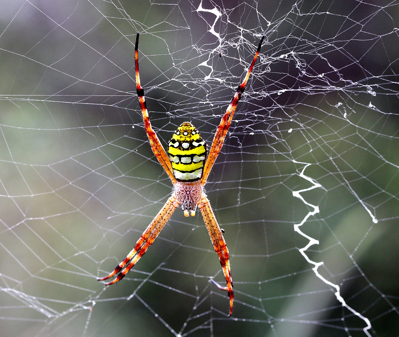Painted cross spider