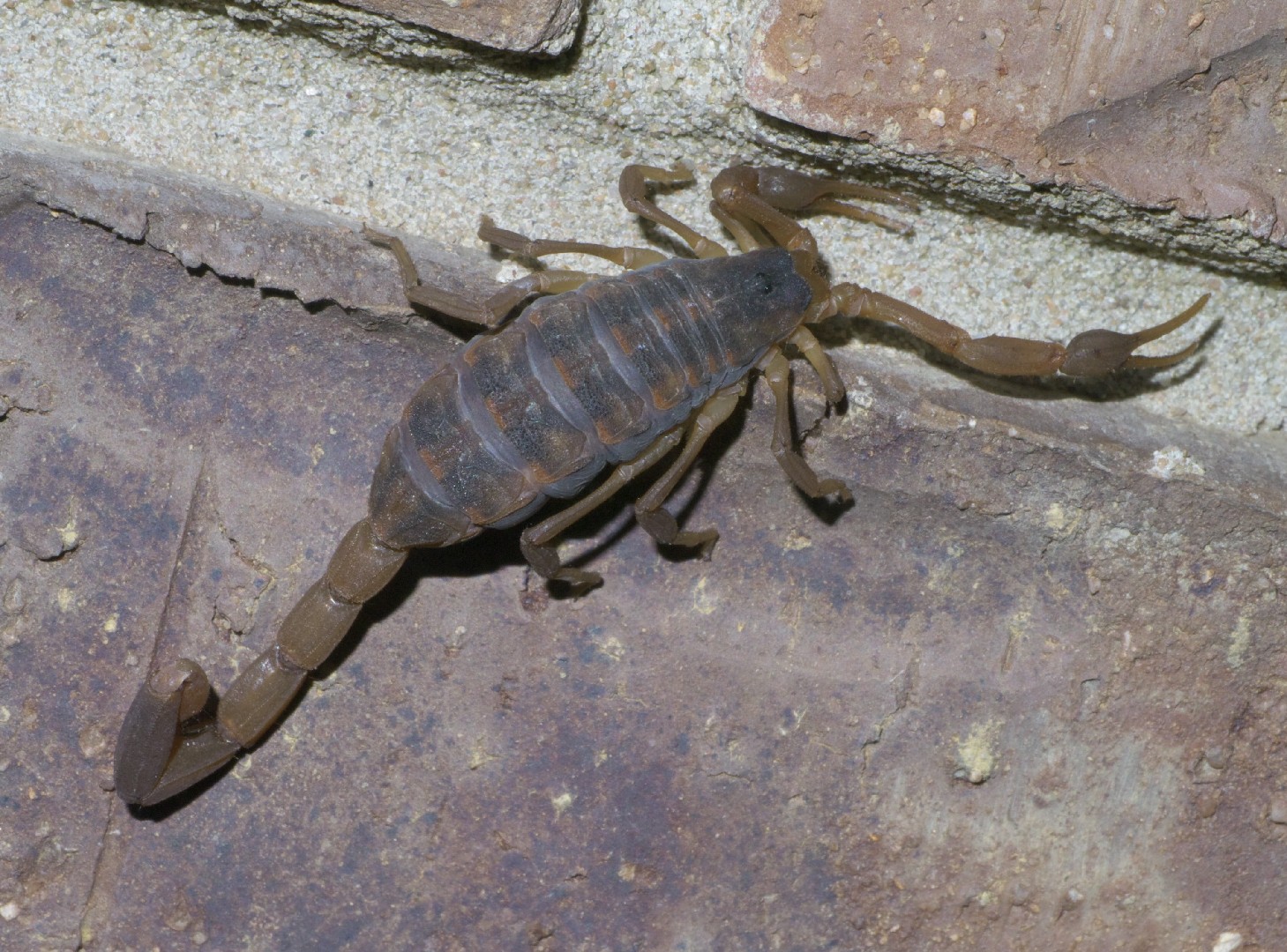 ストライプバークスコーピオン (Centruroides vittatus) - Picture Insect