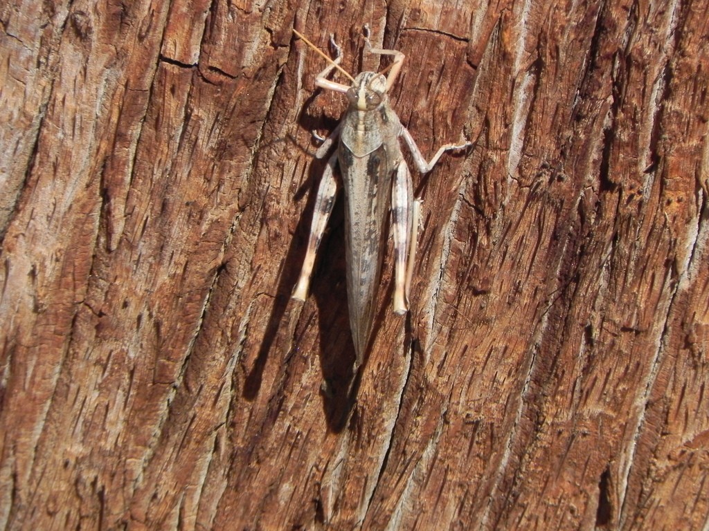 Schistocerca nitens (Schistocerca nitens) - Picture Insect