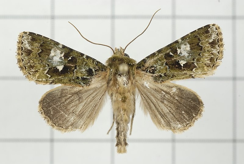 Xenotrachea (Xenotrachea)