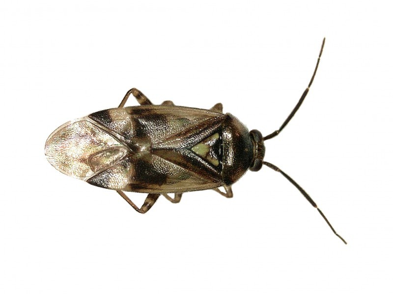 Orthops (Orthops)