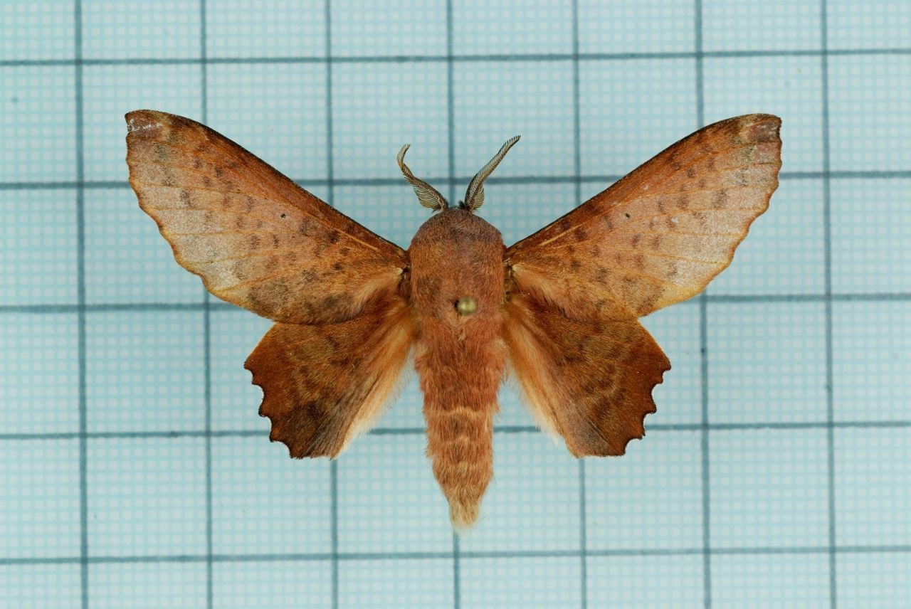 Paradoxopla (Paradoxopla)