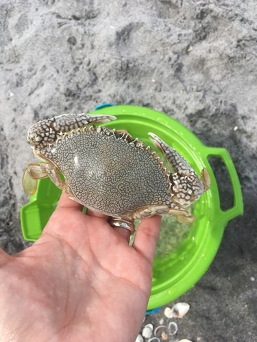 Speckled swimming crab