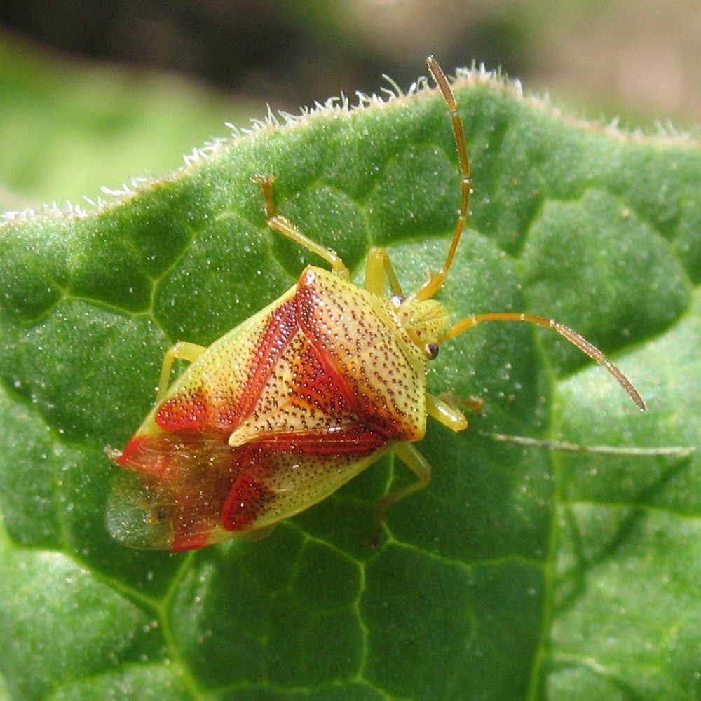 Elasmostethus cruciatus (Elasmostethus cruciatus) - Picture Insect