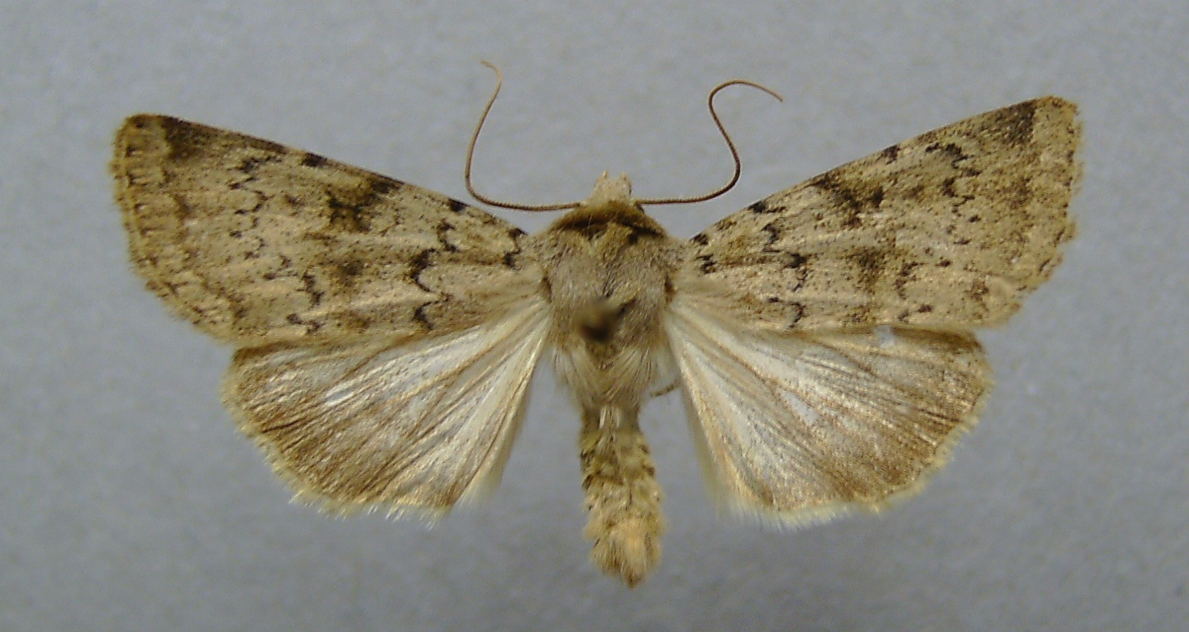 Epipsilia (Epipsilia)