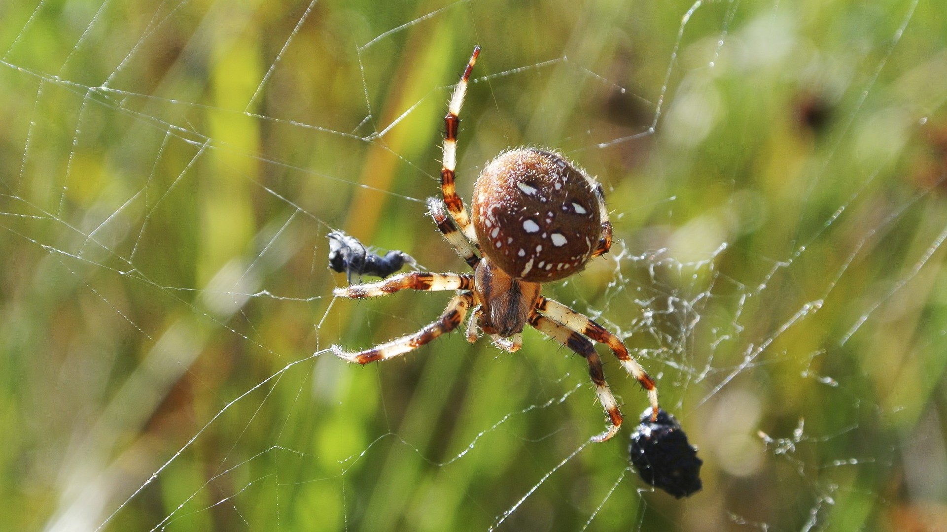 Крестовик четырехпятнистый (Araneus quadratus) - Picture Insect