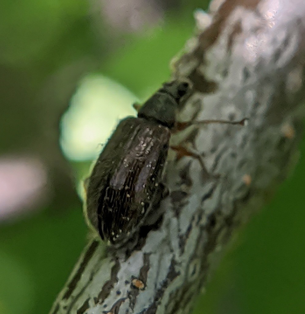 Слоник листовой продолговатый (Phyllobius oblongus) - Picture Insect