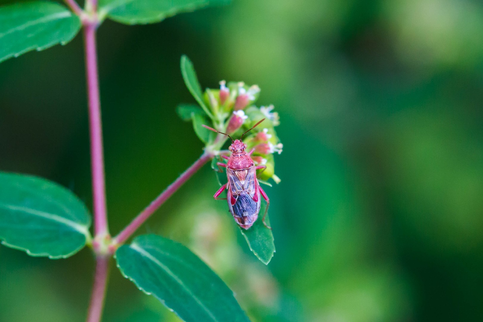 Жук травяной гиалоидный (Liorhyssus hyalinus) - Picture Insect