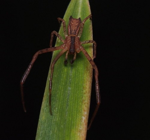 Sidymella longipes (Sidymella longipes) Picture Insect